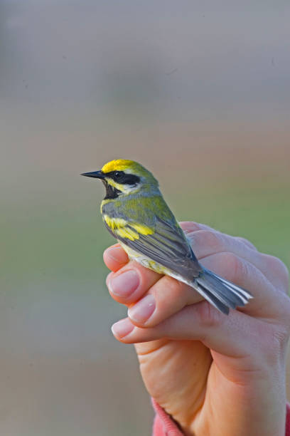 Sparrow sitting in human`s hand, outdoors, toned photo.