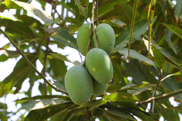 istock Green Mango Hanging on the Tree in Bangladesh 1496663355