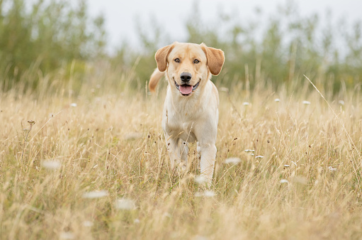 Yellow Labrador Retriever in the countryside on a cold, sunny day.
