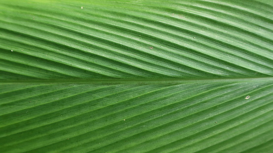 Green Leaf Texture background with light behind.