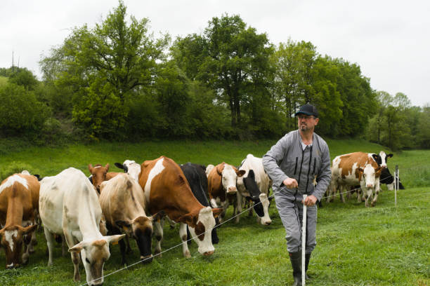 istock a farmer installs a fence for his cows 1496666191