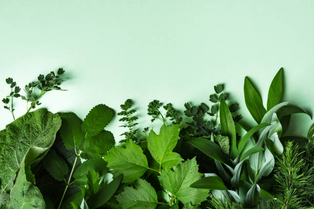 istock Green leaves on green background 1496667479