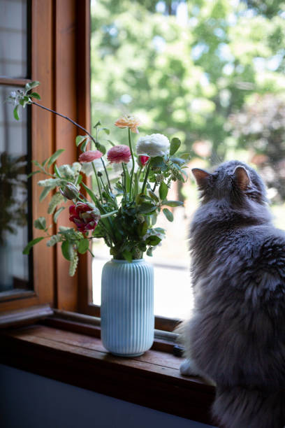 istock Gray cat and bouquet flowers on a window sill 1496668539