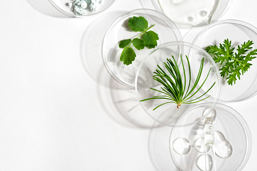 Petri dishes, cosmetic gel swatches and plants on white background, copy space. Bio science research, biochemistry, organic vegan skin care concept.