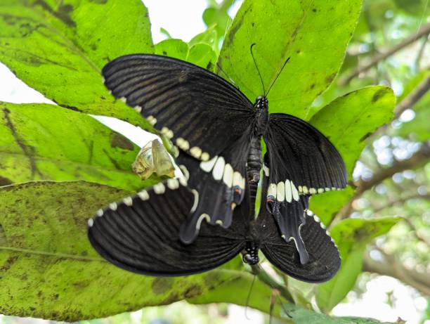 istock Closeup of black mormon butterflies mating, perched on a green leaf 1496668918