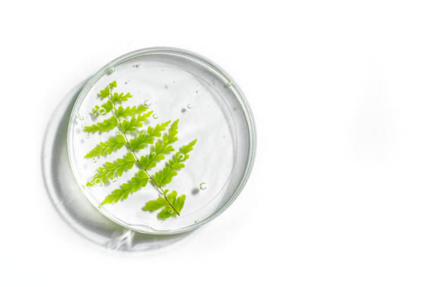 istock Green plant leaf and gel in petri dish 1496668924