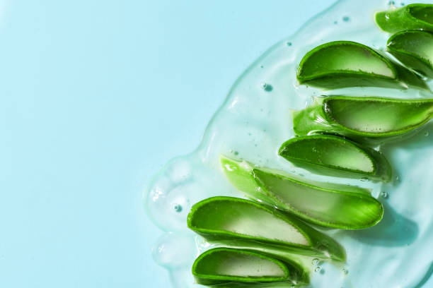 istock Aloe vera sliced leaves in gel 1496669023