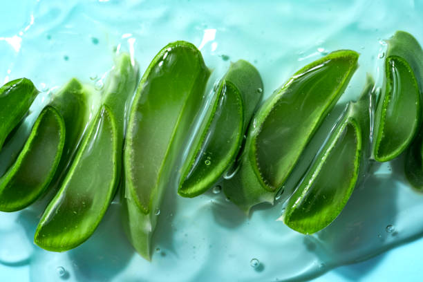 istock Aloe vera sliced leaves in gel 1496669026