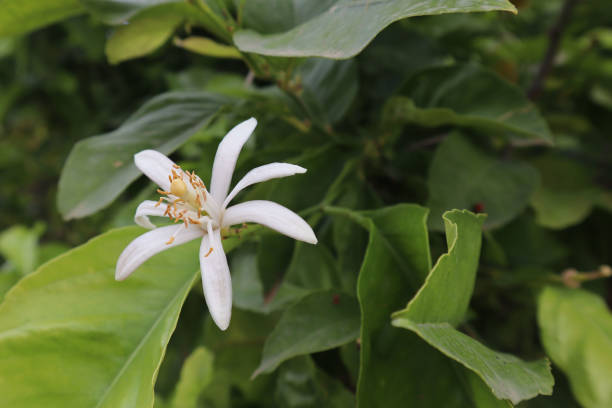 istock Lemon tree blossom, White flower on a lemon tree on a summer day 1496669271