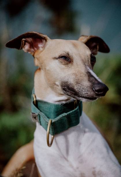 istock a close up of a dog wearing a collar with it's tail curled 1496669817