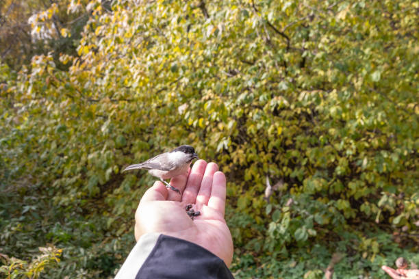 istock A willow tit sits on hand and eats seeds. Hungry bird willow tit eating seeds from a hand in winter or autumn 1496670168