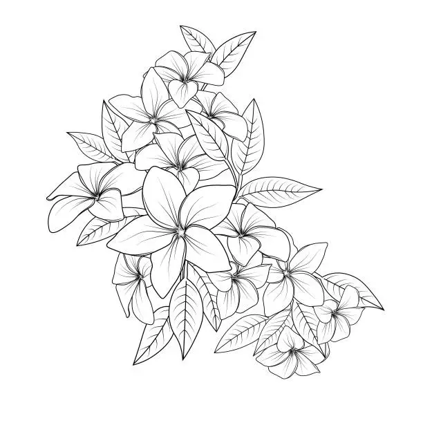 Vector illustration of Frangipani doodle art,  hawaiian Plumeria zen doodle tattoo designs, Plumeria Flower Illustration,  Plumeria Flower vector coloring pages,  topical flower summer collaction,  relaxation flower coloring pages for adults.