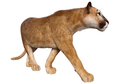 3D rendering of a big cat puma isolated on white background