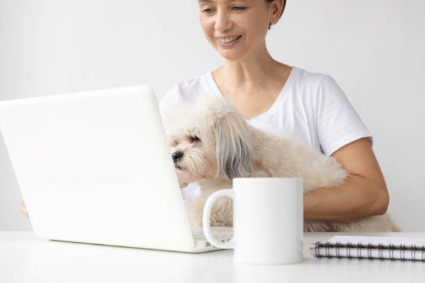 istock Homeoffice with Shih Tzu dog 1496673113
