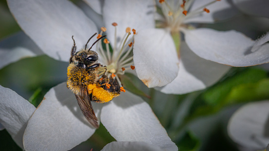 Macro of a honey bee (apis mellifera) sitting on a allium ursinum wild garlic blossom. pesticide free environmental protection save the bees biodiversity concept