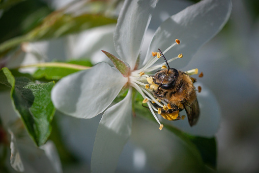 A Dunning's miner bee pollinates a Choke cherry  blossom, (Prunus virginiana) in the spring.