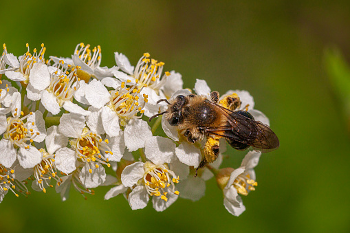 A macro video of a green color sweat bee moving around a wild flower and collecting nectar.