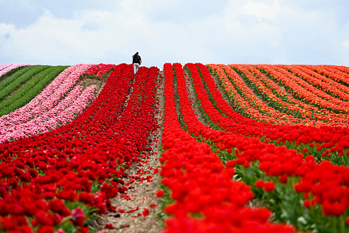 Korschenbroich, Germany, April 23, 2023 - Walkers marvel at the blooming tulip fields on the Lower Rhine near Dyck Castle.