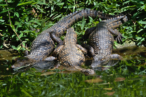 Crocodile bask in the sun. Crocodiles in the pond. La Vanille Nature Park in Maricius. High quality photo.
