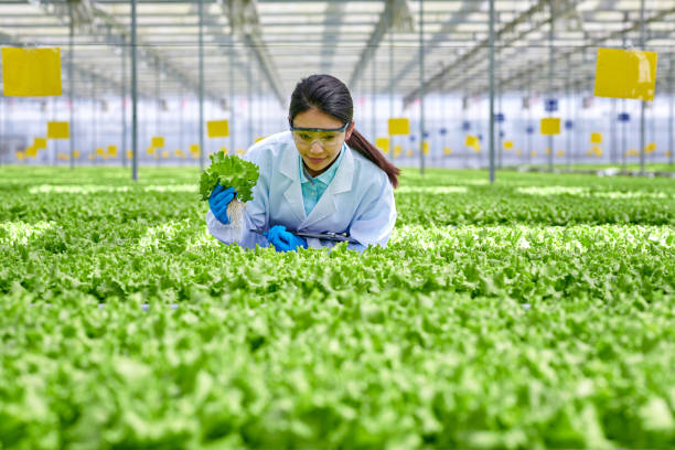 vorderansicht einer asiatischen forscherin, die sich bückt und die pflanze im hydroponik-gewächshaus untersucht - agriculture greenhouse research science stock-fotos und bilder