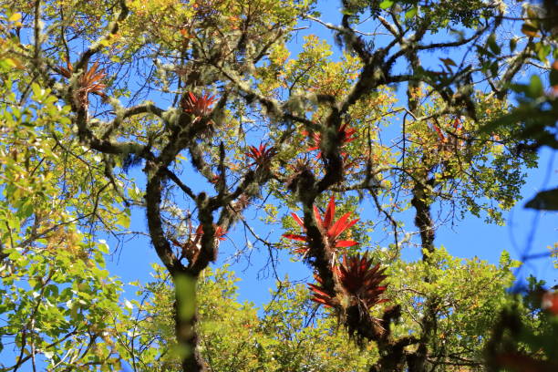 bromélia em uma árvore no cerro de la muerte na costa rica - bromeliaceae - fotografias e filmes do acervo