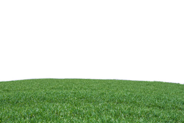 istock Green field with blue sky as background. 1496681531