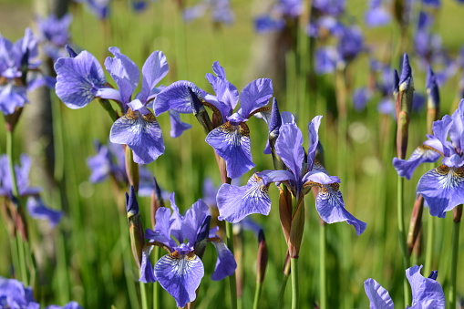 Macro photography of flowers and plants iris flower