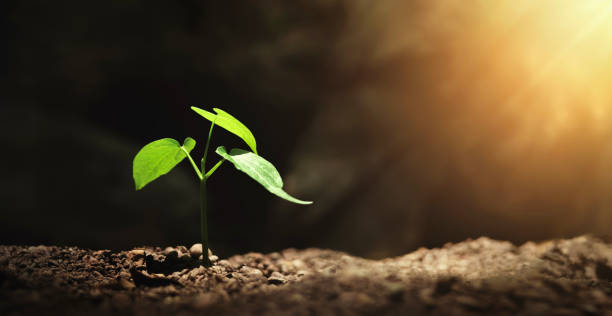 istock small tree growing with sunshine in garden. eco concept 1496682722
