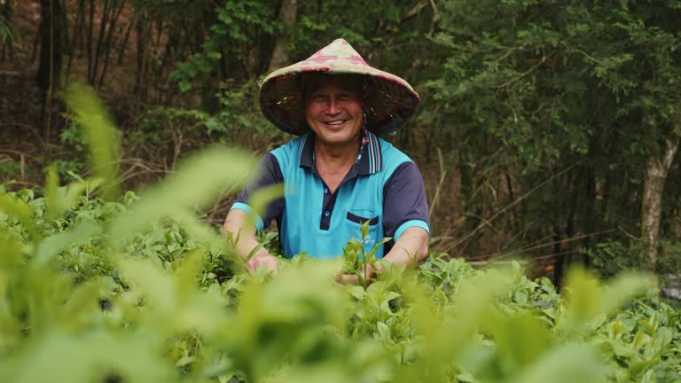 Real tea farmers harvesting tea leaves