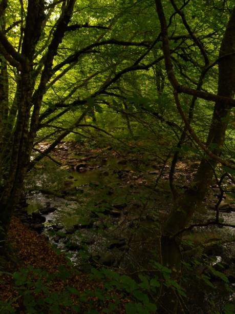 istock Temperate Rain forest  in Northern Ireland 1496684213