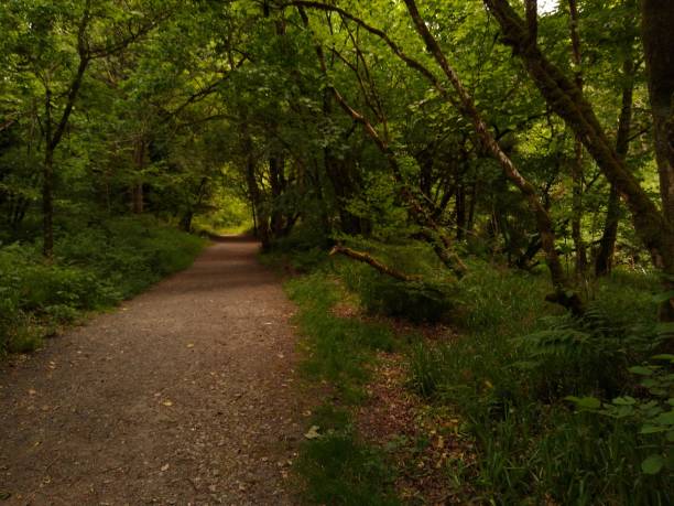 istock Temperate Rain forest  in Northern Ireland 1496684242