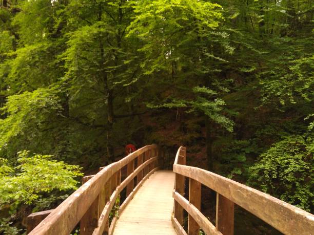 istock Temperate Rain forest  in Northern Ireland 1496684257