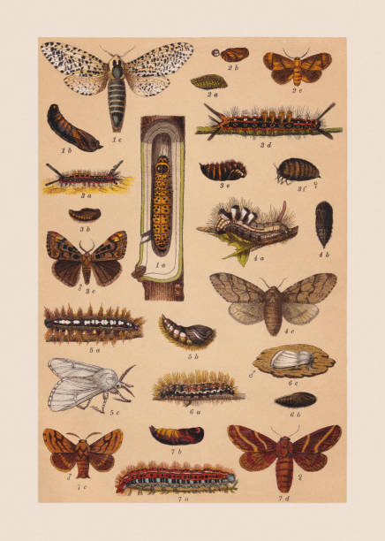 stockillustraties, clipart, cartoons en iconen met various butterflies (cossidae, limacodidae, noctuidae, lasiocampidae), chromolithograph, published in 1892 - rups van de meriansborstel