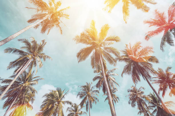 istock Tropical palm tree with sun light on sunset sky and cloud abstract background. Summer vacation and nature travel adventure concept. Vintage tone filter effect color style. 1496684853