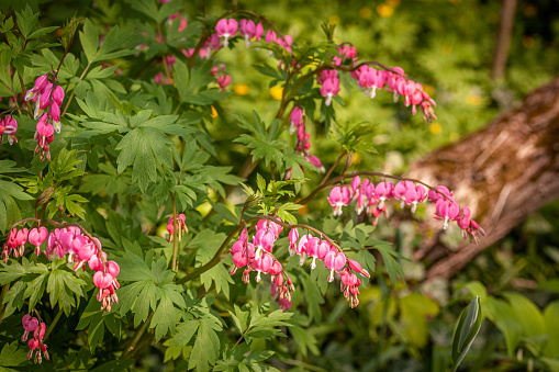 Beautiful Hearts of Mary in bloom on the edge of the forest.