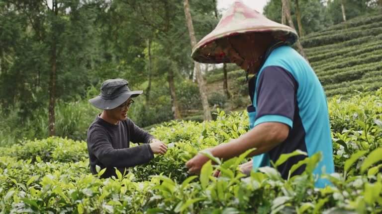 Real tea farmers harvesting tea leaves