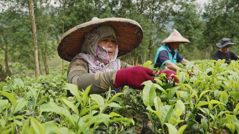 Real tea farmers harvesting tea leaves