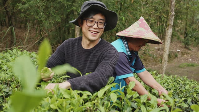 Real tea farmers harvesting tea leaves