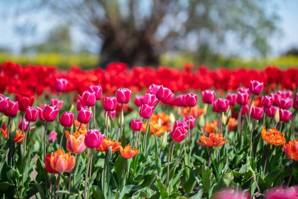 istock Tulip flowers field in spring blue sky 1496687370