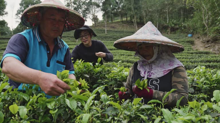 Real tea farmers harvesting tea leaves