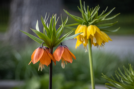 Imperial fritillary flower in bloom in spring in a garden.