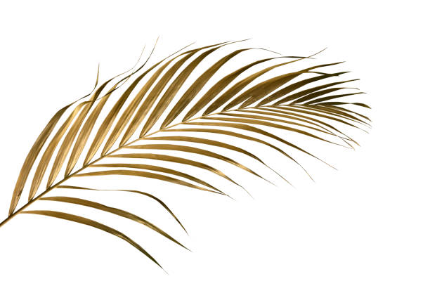 istock leaves of palm Gold color tree on white background.clipping path 1496689158