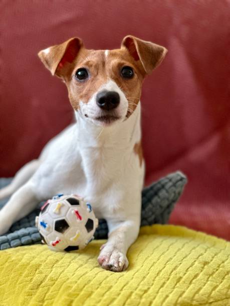 istock Funny dog jack russell terrier close-up with a ball. 1496689471