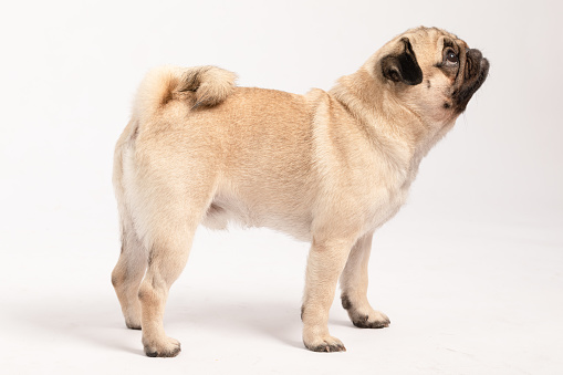 side of Cute dog pug breed standing and making funny or serious face feeling happiness and cheerful,à¸ºBeautiful Purebred dog and healthy dog,Isolated on white background,Dog friendly Concept