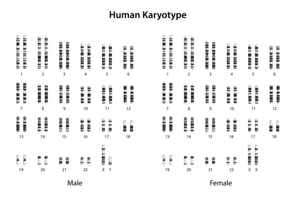 Human chromosomes (human normal karyotype). Humans have 23 pairs of chromosomes, with one set inherited from each parent. The main difference between the karyotype of a female and a male lies in the sex chromosomes. Females have two X chromosomes (XX), while males have one X and one Y chromosome (XY). This difference in sex chromosomes determines the biological sex of an individual and contributes to the development of specific sexual characteristics and reproductive functions. Other chromosomes in the karyotype remain the same between males and females. human genome map stock illustrations