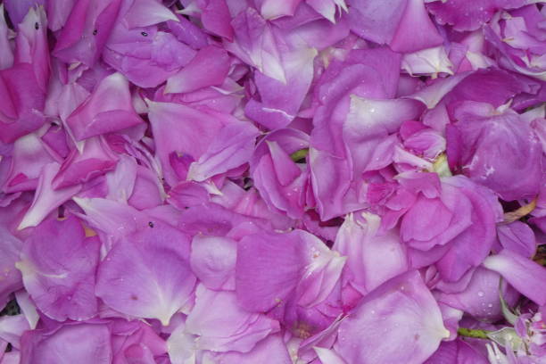 istock carpet of rose petals 1496691691