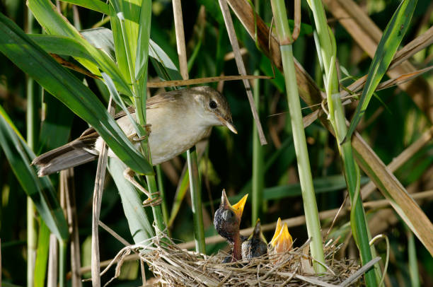 istock Great reed warbler at nest with her chicks 1496691941