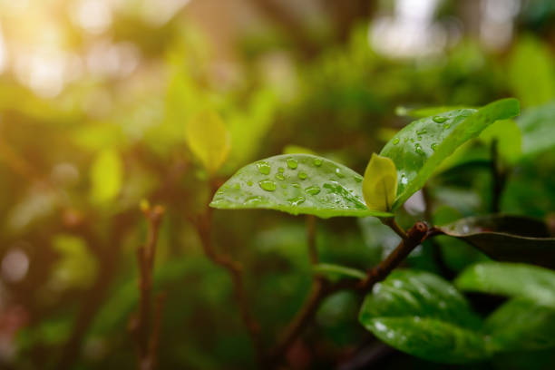 istock green leaves filled with dew after the rain forf background. 1496692358