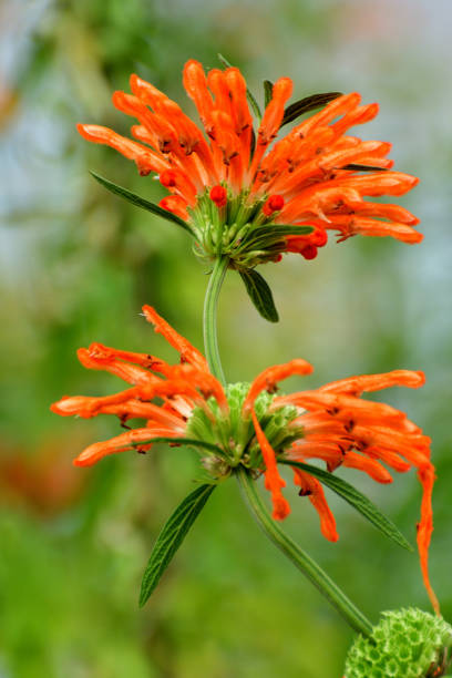 istock Leonotis Leonurus / Lion’s Tail: Dazzling Orange Flowers 1496692947