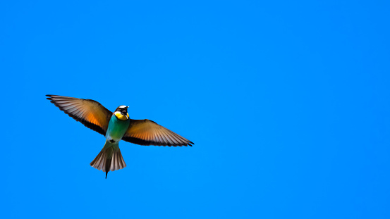 A flying European bee-eater (Meropidea; Merops Apiaster)  spreading its wings wide open and with an open beak; blue sky;negative space, copy space